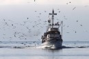 PRAVILNIK O ULOVU, UZGOJU I PROMETU TUNE (Thunnus thynnus), IGLUNA (Xiphias gladius) I IGLANA (Tetrapturus belone)